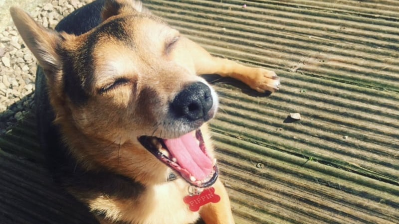 It's not just us humans who are enjoying the nice weather, Pippin the dog has been soaking up some rays (Louisa Byrne)