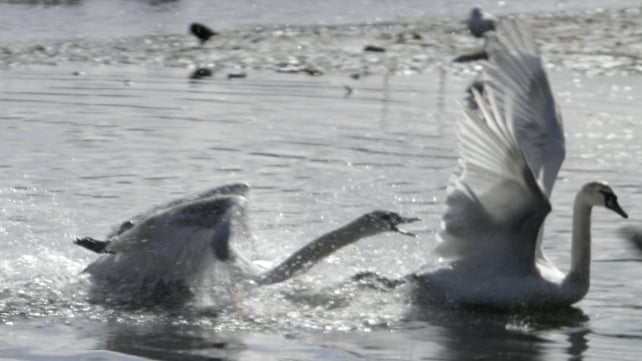 Broadmeadow Estuary, Swords, Co Dublin