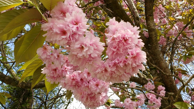 Ardee, Co Louth (Clare Balfe)