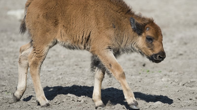 Yellowstone is the only place in the US where bison have lived continuously since prehistoric times