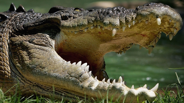 Crocodiles are a protected species in Australia