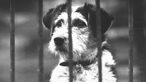 Dog (1972)