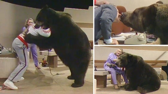 Hercules The Grizzly Bear (1984)
