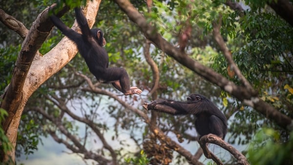 Documentary On One -Bruno the Chimpanzee