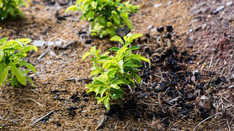 Here is the perfect technique to take cuttings