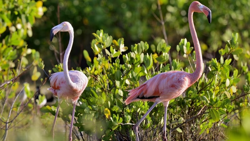 Dermot O'Neill met the flamingos in Dublin Zoo - ever wonder why they are so pink?