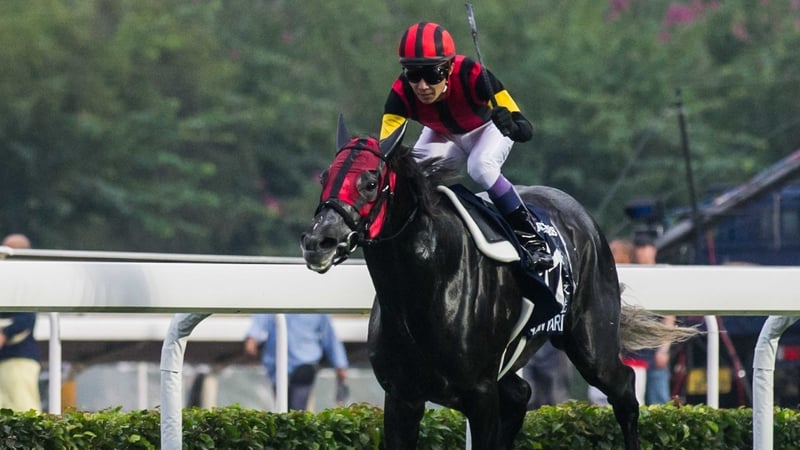 A Shin Hikari will run next in the Prince of Wales's Stakes at Royal Ascot