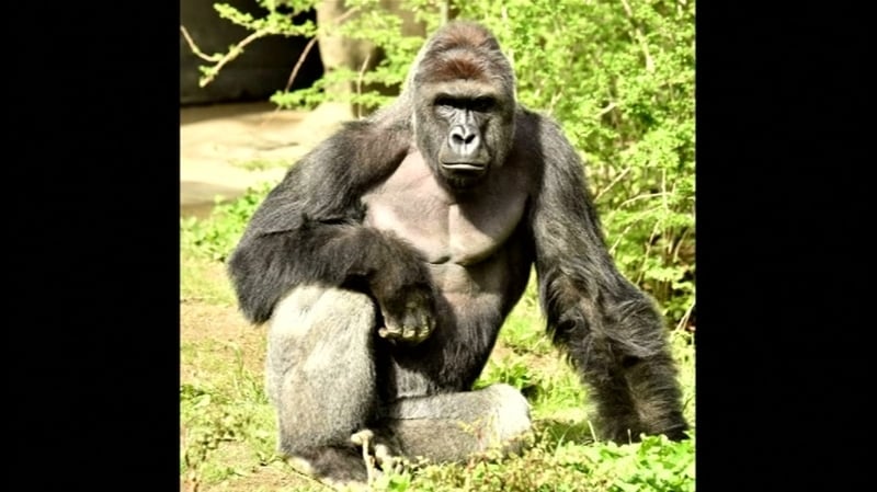 Harambe was shot dead by zookeepers after boy fell into enclosure