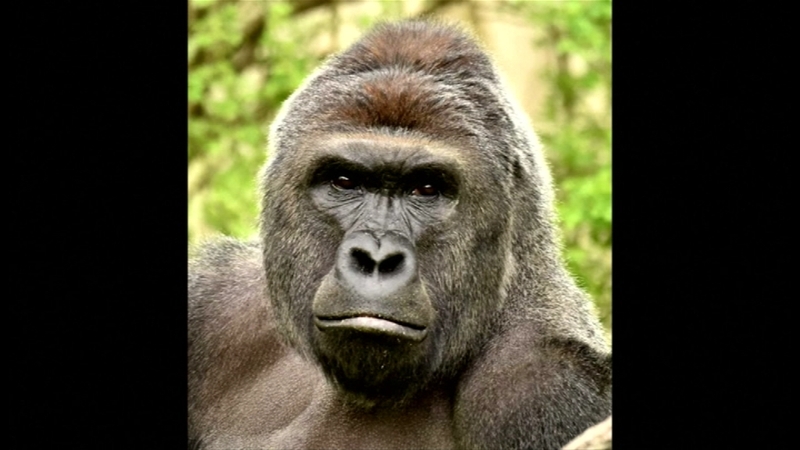 Harambe was shot dead by zookeepers who deemed the boy's life was in danger