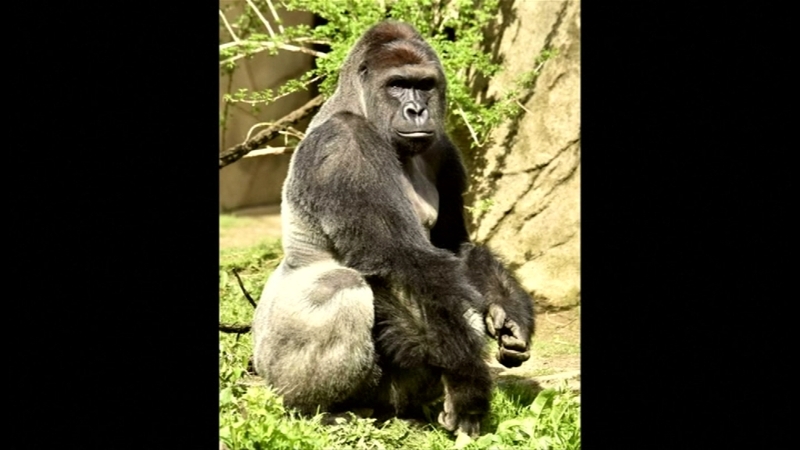 A 17-year-old endangered western lowland silverback gorilla was shot by zoo staff in the minutes after the boy fell on 28 May