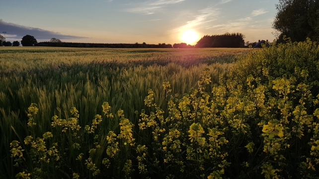 Barley at sunset (Pic: Billy O'Meara)