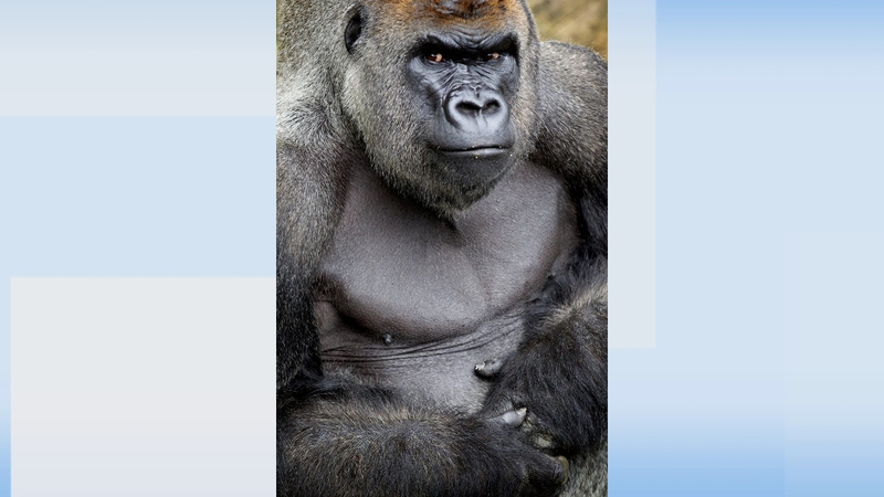 Harry the gorilla was one of Dublin Zoo's most loved attractions