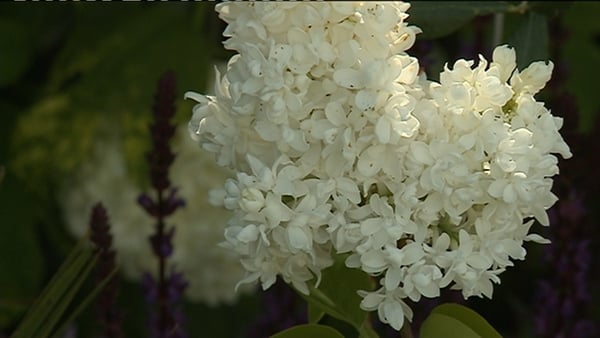Preparations for Dublin's Bloom festival in full swing