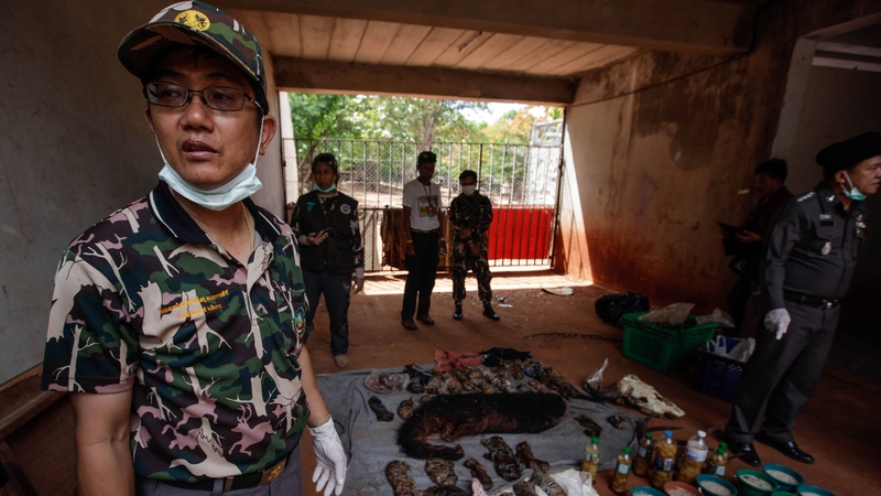 The 40 dead tiger cubs were found in a freezer in a kitchen area