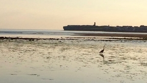 A heron in Lahinch (Mary Comber)