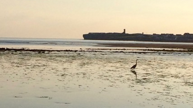 A heron in Lahinch (Mary Comber)