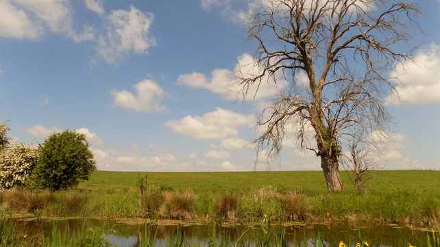 Royal Canal at Enfield (Andy McGeough)