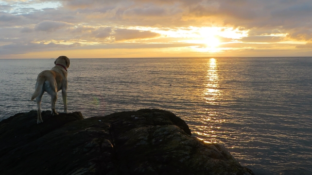 Solar the dog watches the sunrise off Bray Head (Michael Galligan)