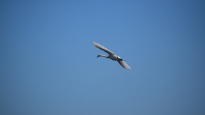 Swan flies through blue skies in Monaghan (James Flanagan)