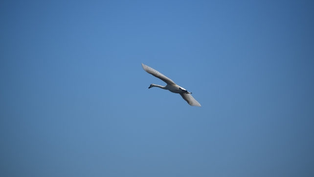Swan flies through blue skies in Monaghan (James Flanagan)
