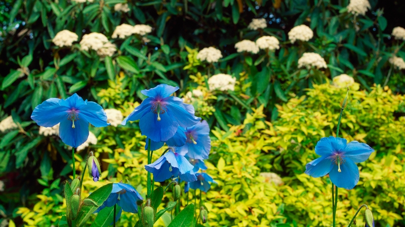 Brian Woods brings Dermot O'Neill on a tour of his garden centre
