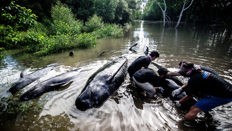 Eight whales died in the shallow water despite rescue attempts
