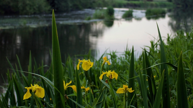 Yellow flag irises on the banks of the River Barrow in Co Carlow (Pic: James Burke)