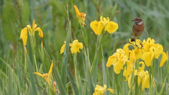 A small bird in a field of irises in Tralee, Co Kerry (Pic: Catherine Dolan)