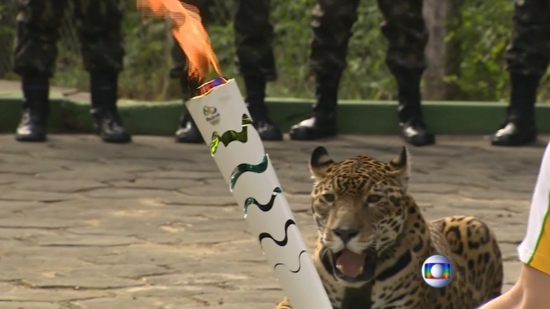 An attempt to use tranquiliser darts on the jaguar failed