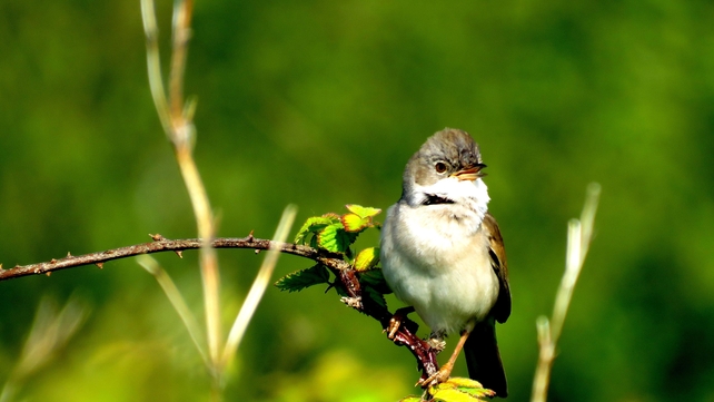 A whitethroat in a garden in Wicklow (Pic: Brian Keeley)