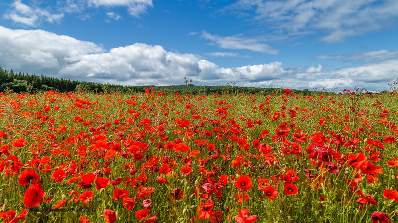 Poppies in Co Laois (Pic: Jim Brennan)