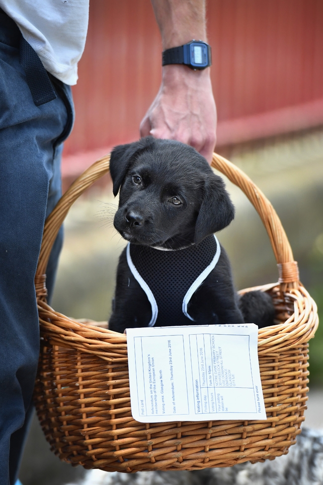 Duke, an eight-week-old Labrador Collie sits in a basket with his owner's EU referendum polling card outside a polling station in Glasgow