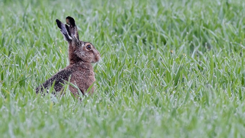 Heather Humphreys said there was no 'current' evidence that coursing has a significant effect on the hare population