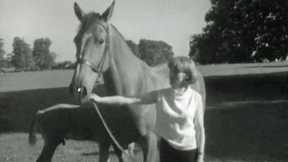 Irish Draught Horse (1966)