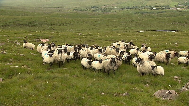 50% of lambs produced in Northern Ireland go south of the border