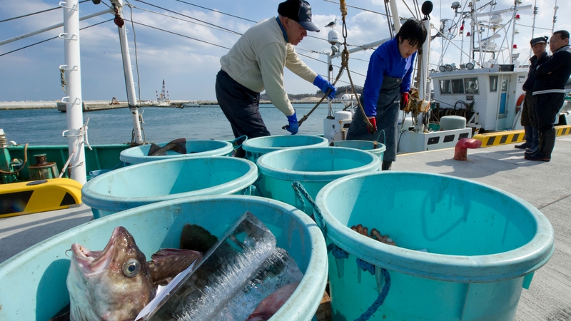 Local fishermen unload fish from boats trawling the waters near the destroyed nuclear power plants at Soma port, Fukushima prefecture