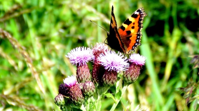 A butterfly in Greystones, Co Wicklow (Pic: Brian Keeley)