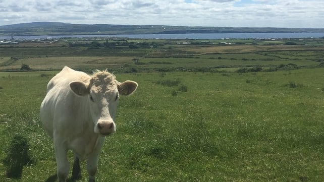 Who moo looking at? Caitriona Considine sent in this image from St Brigid's Well, Liscannonr in Co Clare