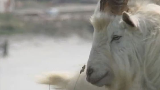 Bilberry Goat (2006)