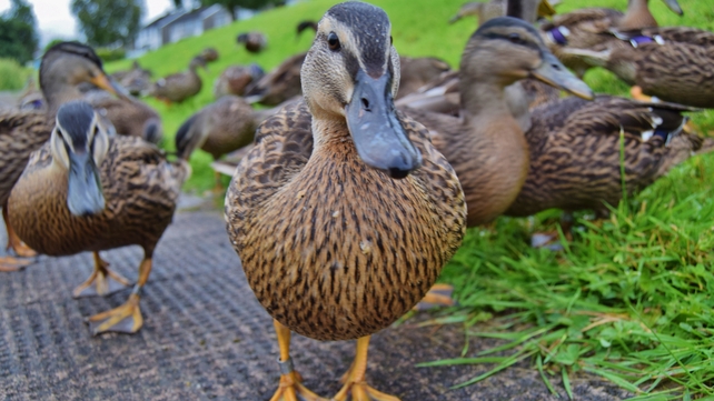 James Flanagan sent in this image of ducks in Ballybay, Co Monaghan