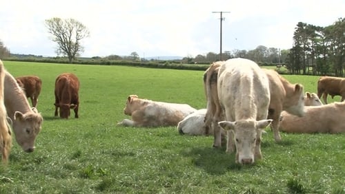 US authorities have agreed to allow Ireland become the first EU member state in more than 15 years to export manufacturing beef there