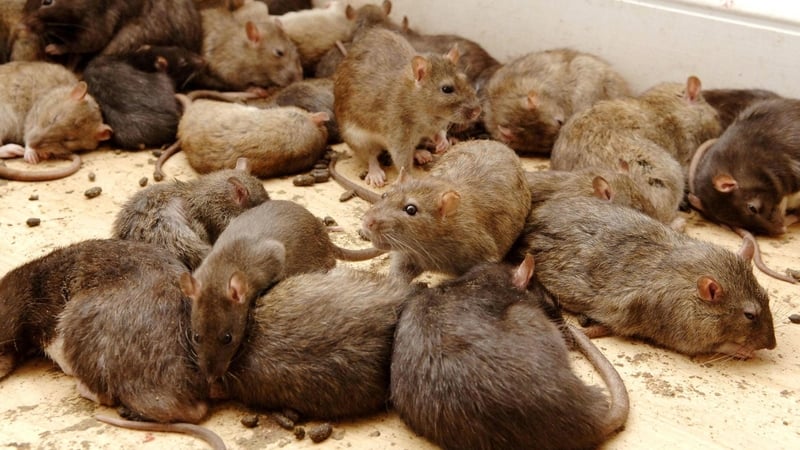 The teams tracked how plague developed in nine European outbreaks