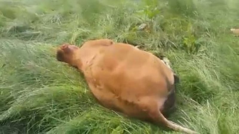 Five cattle were shot on the farm in Co Monaghan