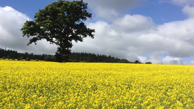 Gerard Hayes' fields of gold in Bray, Co Wicklow
