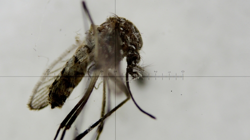 The Zika virus is principally transmitted by mosquitoes