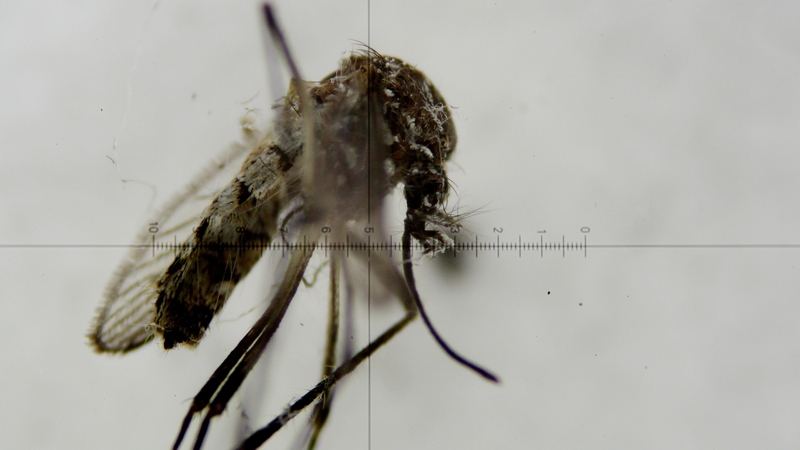 The mosquitos that transmit the infection are now thought to be able to live in colder climates