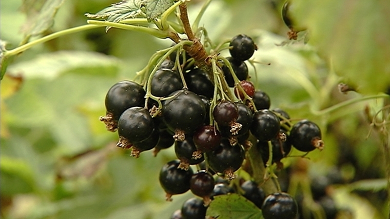 Wexford is the only county where blackcurrants are grown commercially