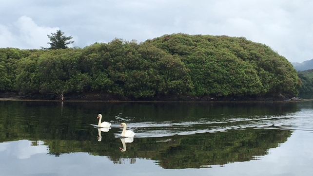 Glengarriff Harbour (Pic: Jack Roy)