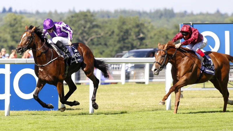 Highland Reel has contested races in Ireland, England, France, the United States, Australia, Dubai and Hong Kong in his 15-race career