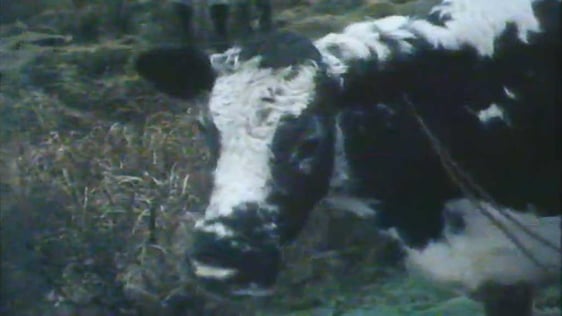 Big Bertha 1986